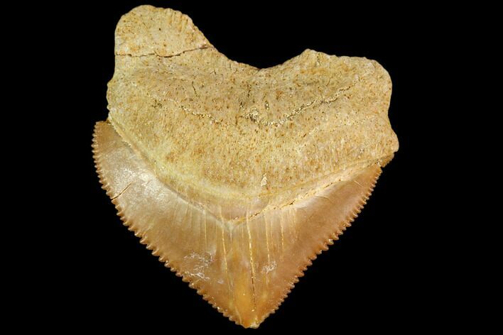 Fossil Crow Shark (Squalicorax) Tooth - Morocco #110057